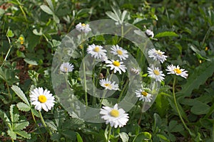 Closeup, wild small daisies or Bellis Perennis in natural garden