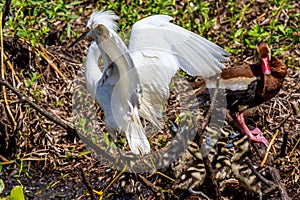 A Closeup of a Wild Snowy Egret