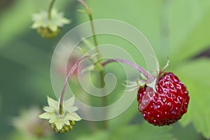 Closeup of wild strawberry