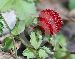 Closeup of a Wild Strawberry