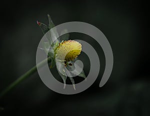 Closeup of a wild strawberry blossom flower