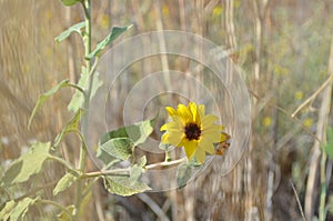 Closeup Of Wild Sunflower In A Field