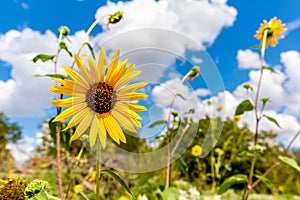 Closeup of a Wild Sunflower in Oklahoma