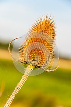 Closeup of a Wild Teasel