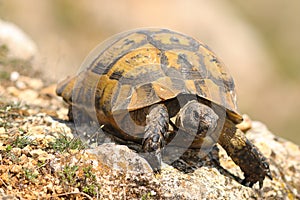 Closeup of wild Testudo graeca