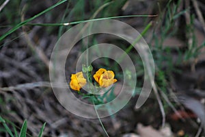 Closeup of wild tulips growing in lush green grass in the Fall season