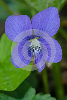 Common Blue Violet - Viola sororia photo