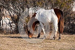 A closeup of a wild white and brown mare eating grass at Assateague Island