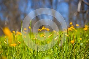 Closeup wild yellow tulip flowers in green forest glade