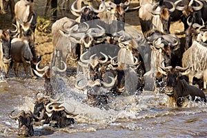 Closeup of wildebeest crossing Mara river