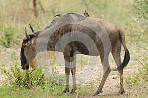 Closeup of Wildebeest in Tanzania