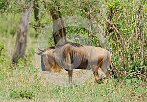 Closeup of Wildebeest in Tanzania