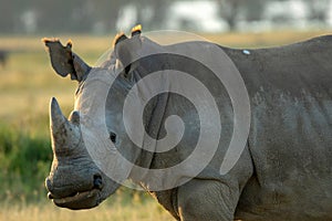 Closeup wildlife/animal portrait of a white rhino in Lake naivasha during kenya safari in Africa.
