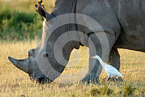 Closeup wildlife/animal portrait of a white rhino and white egret in Lake naivasha during kenya safari in Africa.