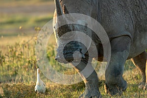 Closeup wildlife/animal portrait of a white rhino and white egret in Lake naivasha during kenya safari in Africa.