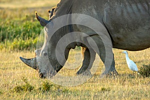 Closeup wildlife/animal portrait of a white rhino and white egret in Lake naivasha during kenya safari in Africa.