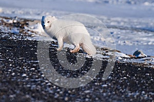 Closeup wildlife white polar fox winter in the Arctic Svalbard