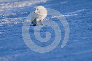 Closeup wildlife white polar fox winter in the Arctic Svalbard