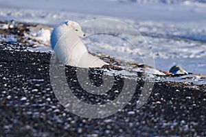 Closeup wildlife white polar fox winter in the Arctic Svalbard