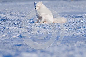 Closeup wildlife white polar fox winter in the Arctic Svalbard