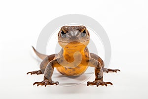 Closeup wildlife white reptile lizard wild background macro isolated nature animal