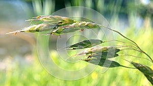 Closeup of wildplant in wind.