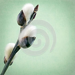 Closeup of a willow branch