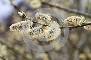 Closeup on Willow Catkin