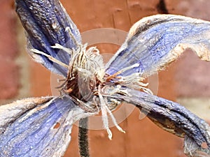 Closeup of a wilting blue clematis flower against a red brick wall at a garden
