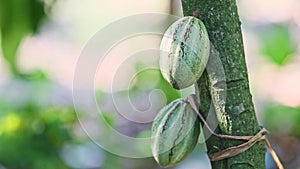 Closeup wind shakes two green ripe cacao fruits on branch with green leaves
