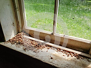 Closeup of the window sill in the Ranger Cabin on the Baldy Mountain hiking trail in Duck Mountain Provincial Park, Manitoba,