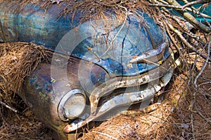 Closeup windshield of an old rustic truck, covered with pine needles.