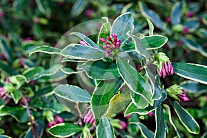 Closeup of Winter Daphne with pink buds ready to bloom, as a nature background photo
