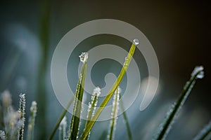 Closeup of winter hoarfrost and waterdrops