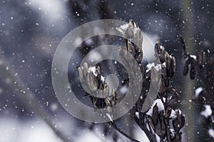 Closeup of a winter scene with dried plants covered in a blanket of snow photo