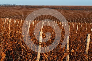 Closeup of winter vineyard with reddish brunches at sunset