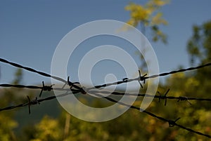 Closeup wire fence on nature background with ant climbing