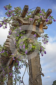 Closeup of Wisteria on Trellis