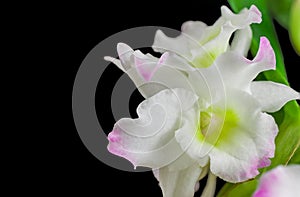 Closeup of Wite orchids on a black background