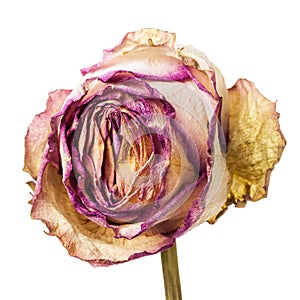 Closeup of withered and dried pink and yellow rose petals photo