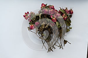 Closeup of withered and dried red roses on white background. Design concept. Copy Space