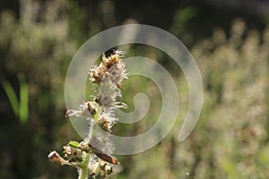 Closeup of a withered plant on a meadow