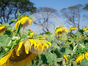 CloseUp withered sunflower with sunflowers garden and blue sky b