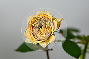 Closeup withered yellow rose, concept