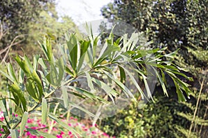 Closeup of Wodyetia bifurcata leaves with a natural background