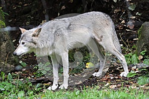 Closeup of a wolf with a wound on its leg