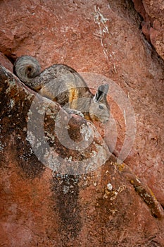 Closeup of a Wolffsohn's viscacha (Lagidium wolffsohni) on rocks