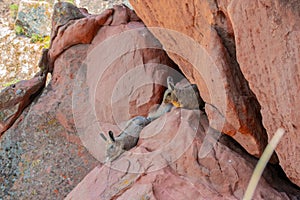 Closeup of a Wolffsohn's viscacha (Lagidium wolffsohni) on rocks