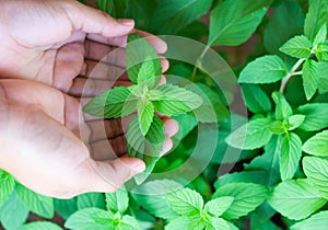 Closeup woman hand holding fresh pepper mint in pot, herb and he