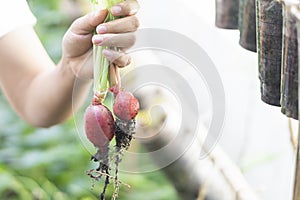 Closeup woman hand holding fresh radish in the garden, Selective fo cus